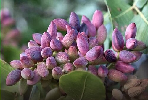 آغاز برداشت پسته از باغات قزوین