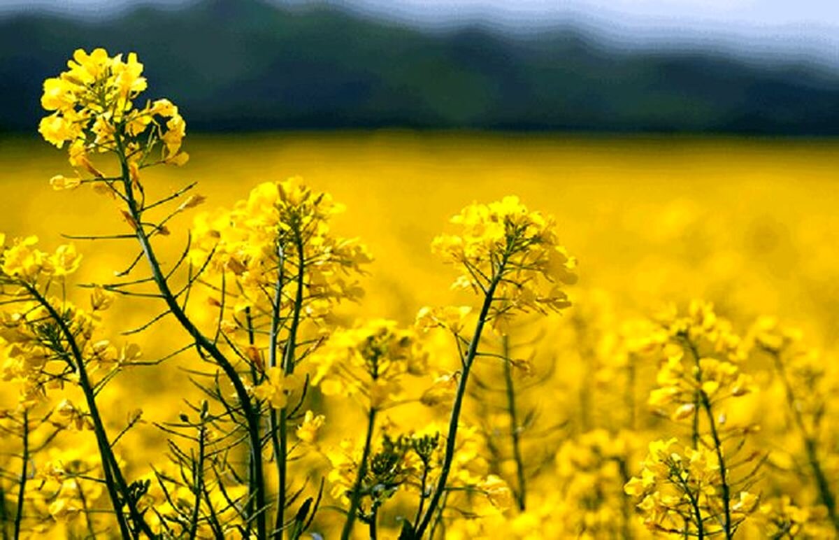 خودکفایی کالاهای اساسی با حرف محقق نمی‌شود - خبرگزاری مهر | اخبار ایران و جهان