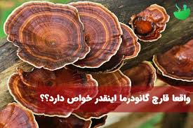 گانودرما | قهوه آیا قارچ گانودرما برای زگیل تناسلی خوب است؟