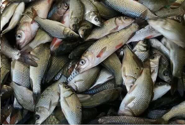تلاش برای توسعه مزارع پرورش ماهی در چهارمحال و بختیاری