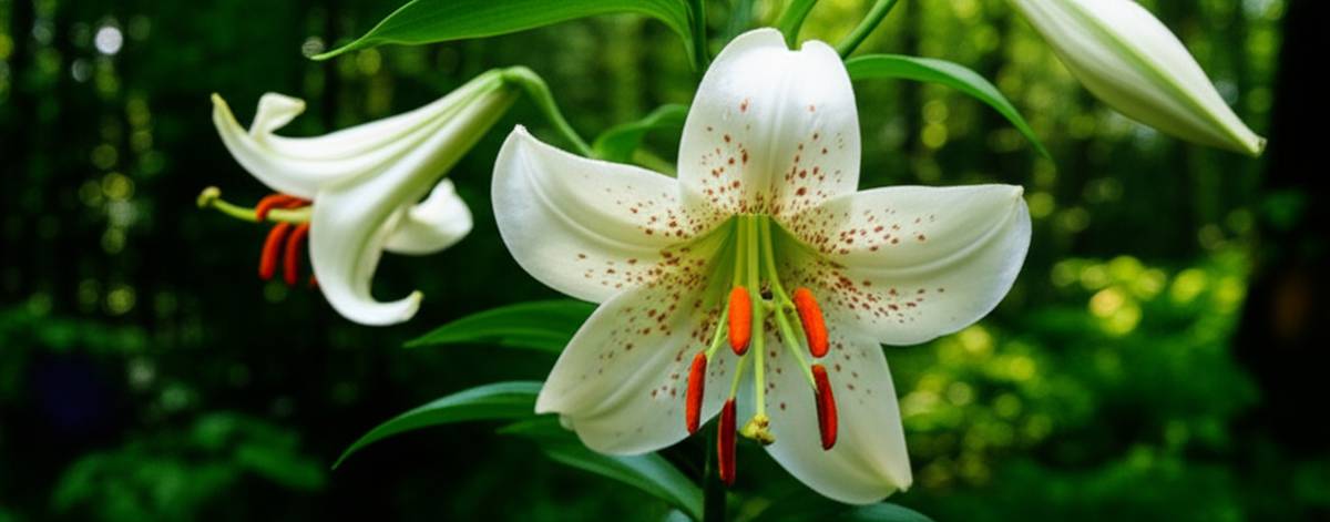 سوسن چلچراغ Lilium ledebourii